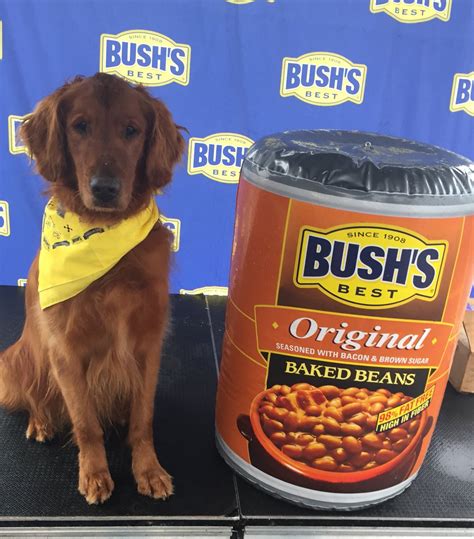 The dog who played Duke in Bushs Baked Beans commercials。